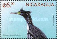 Pitt Island Shag (Phalacrocorax punctatus featherstoni)