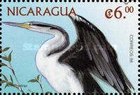 Anhinga (Anhinga anhinga) (see Description)