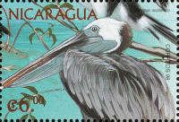 Brown Pelican (Pelecanus occidentalis)