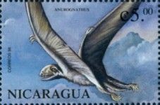 Anurognathus
