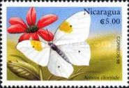 White Angled-sulphur (Anteos clorinde)