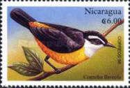 Bananaquit (Coereba flaveola)