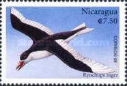 Black Skimmer (Rynchops niger)