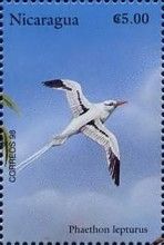 White-tailed Tropicbird (Phaethon lepturus)