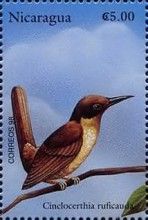 Brown Trembler (Cinclocerthia ruficauda)