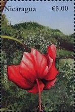 Chinese hibiscus (Hibiscus rosa sinensis)
