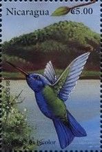 Blue-headed Hummingbird (Cyanophaia bicolor)