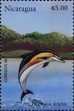 Common Dolphin (Delphinus delphis)