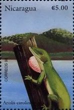 Green anole (Anolis carolinensis)
