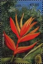 Heliconia psittacorum