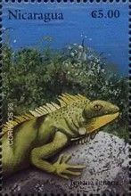 Green iguana (Iguana iguana)