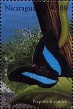 Meander Prepona (Prepona meander)