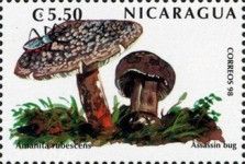 Amanita rubescens