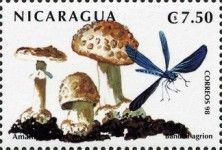Amanita citrina