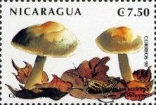 Collybia butyracea