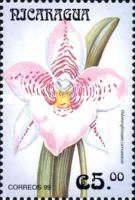 Odontoglossum cervantesii