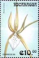Brassia verrucosa