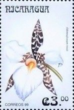 Odontoglossum rossii