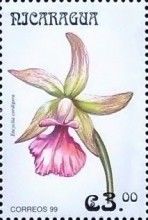 Encyclia cordigera
