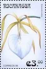 Brassavola nodosa