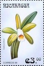 Cattleya forbesii