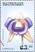 Cochleanthes discolor