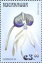 Encyclia cochleata