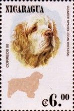 Clumber spaniel