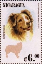 Australian shepherd