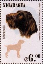 German wired-haired Pointer