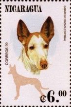 Ibizan Hound