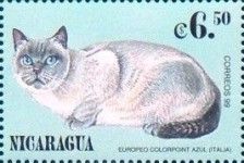 Felis domesticus