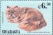 Felis domesticus