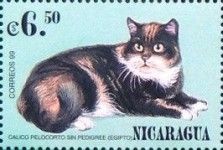 Felis domesticus