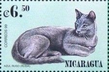 Felis domesticus - Azul Ruso (Rusia)