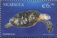 Sea turtle