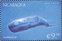 Sperm Whale (Physeter macrocephalus)