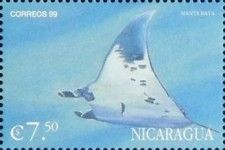 Manta birostris