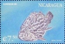 Cephalopholis argus