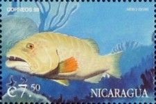 Mero Tigre (Mycteroperca tigris)