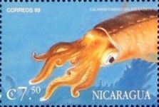 Atlantic squid