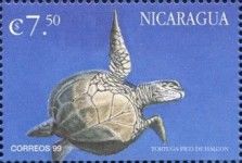 Eretmochelys imbricata