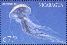 Moon jellyfish