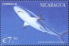 Carcharhinus sp.