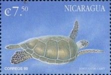 Caretta caretta