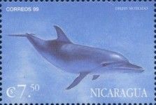 Stenella plagiodon