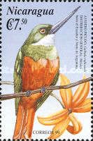 Rufous-tailed Jacamar (Galbula ruficauda)