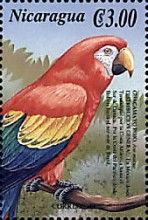 Scarlet Macaw (Ara macao)