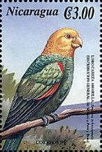 Yellow-headed Parrot (Amazona ochrocephalus)