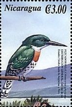 Green Kingfisher (Chloroceryle americana)